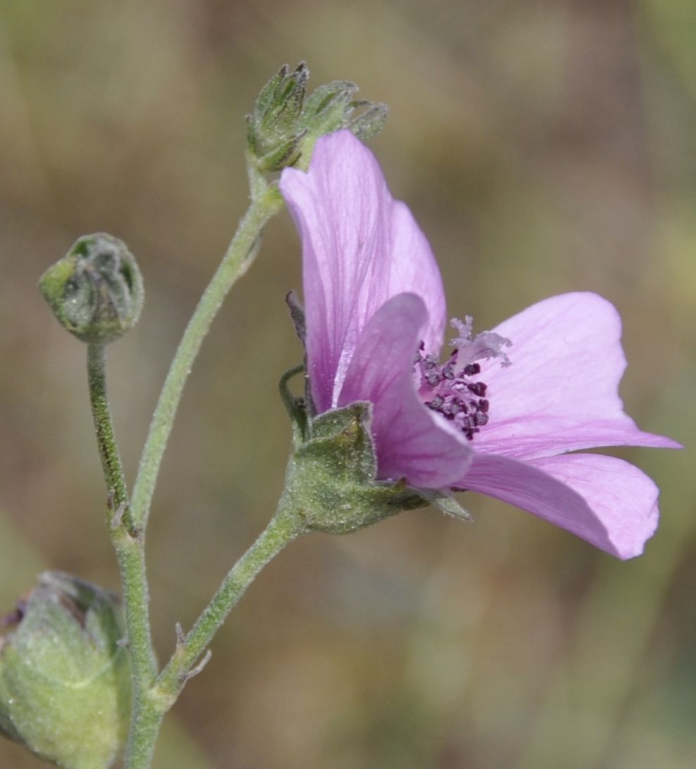 Image of Althaea cannabina specimen.