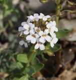 Aethionema saxatile subspecies graecum