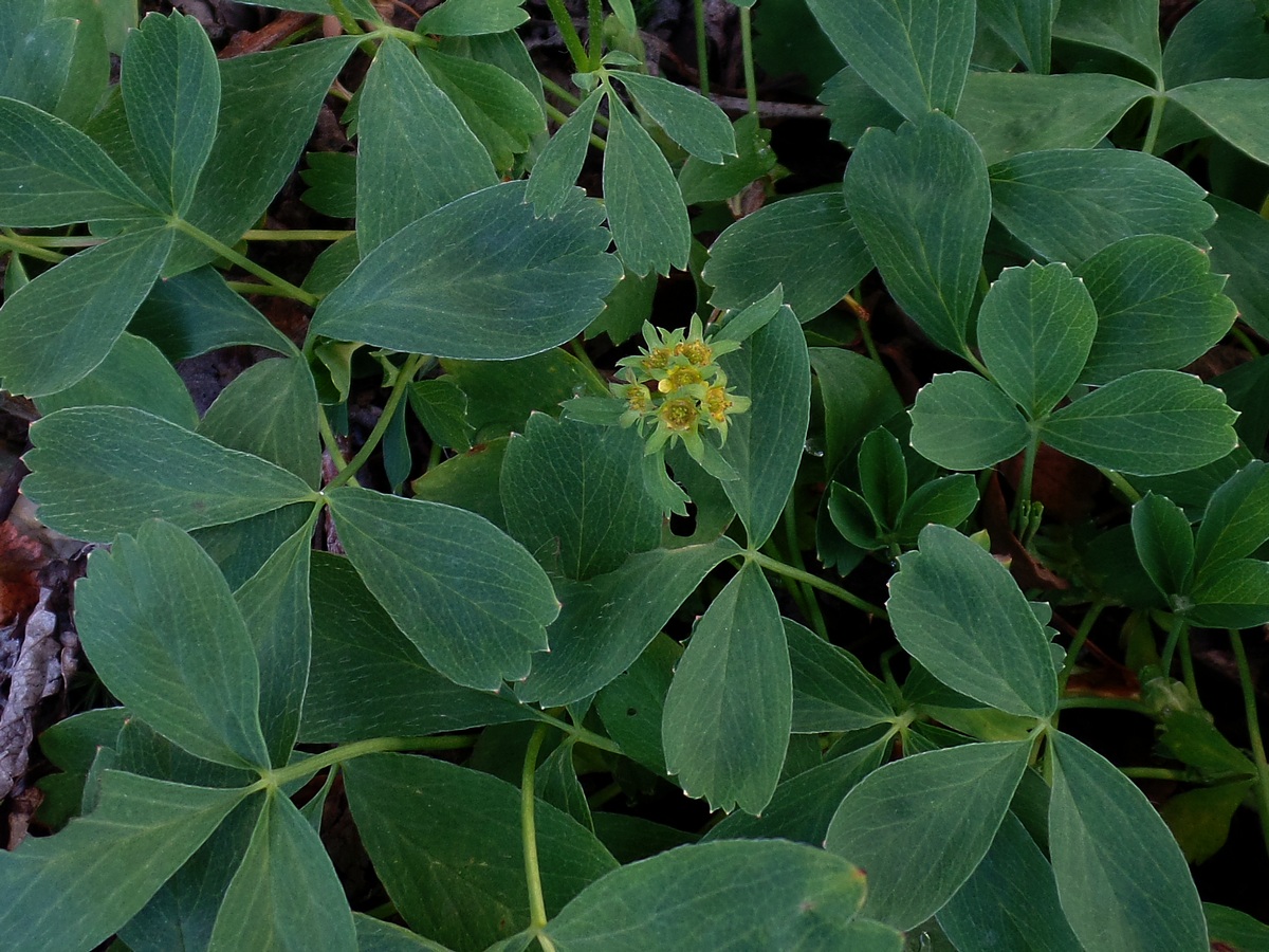 Image of Sibbaldia procumbens specimen.