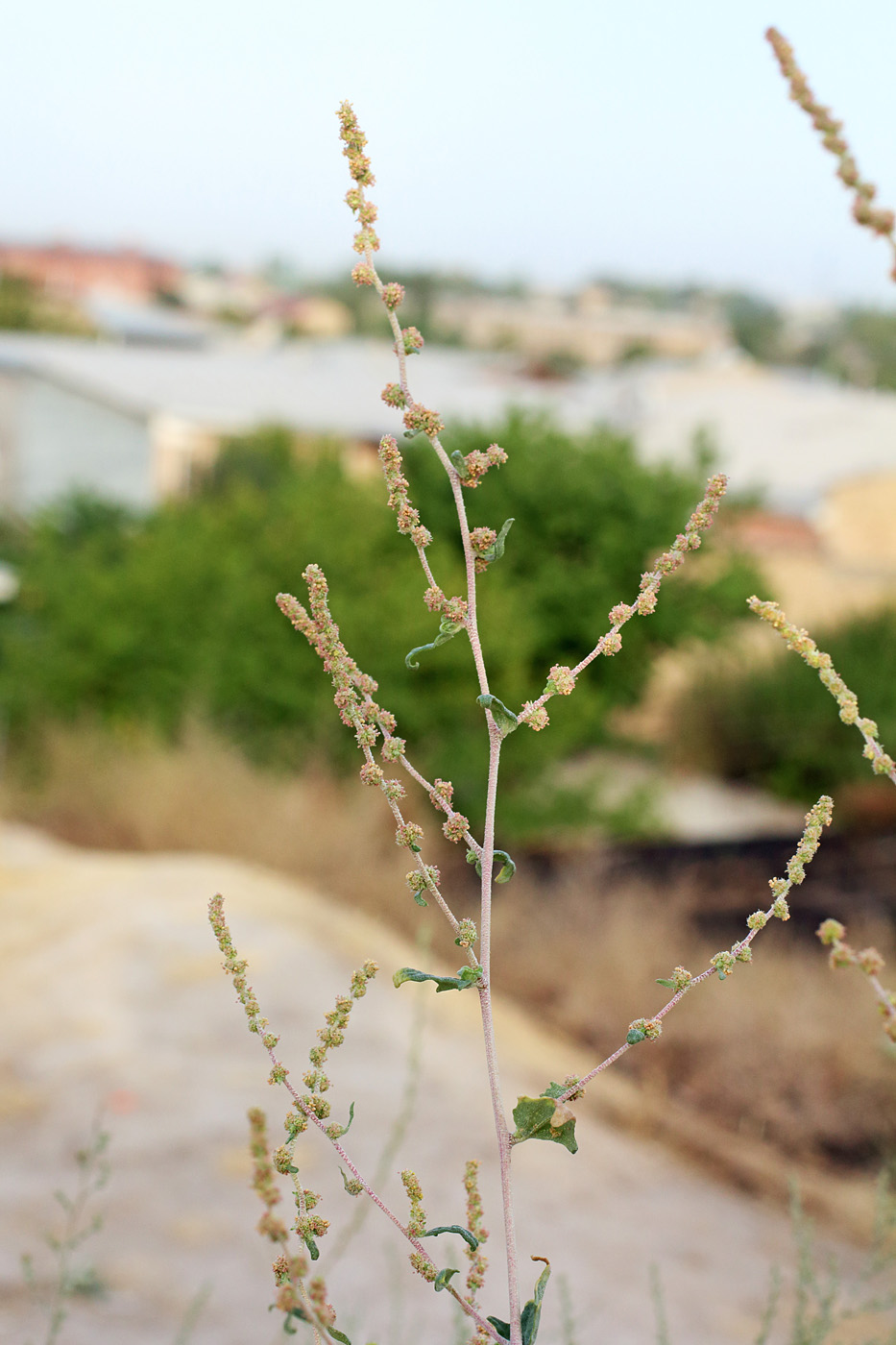 Image of Atriplex ornata specimen.