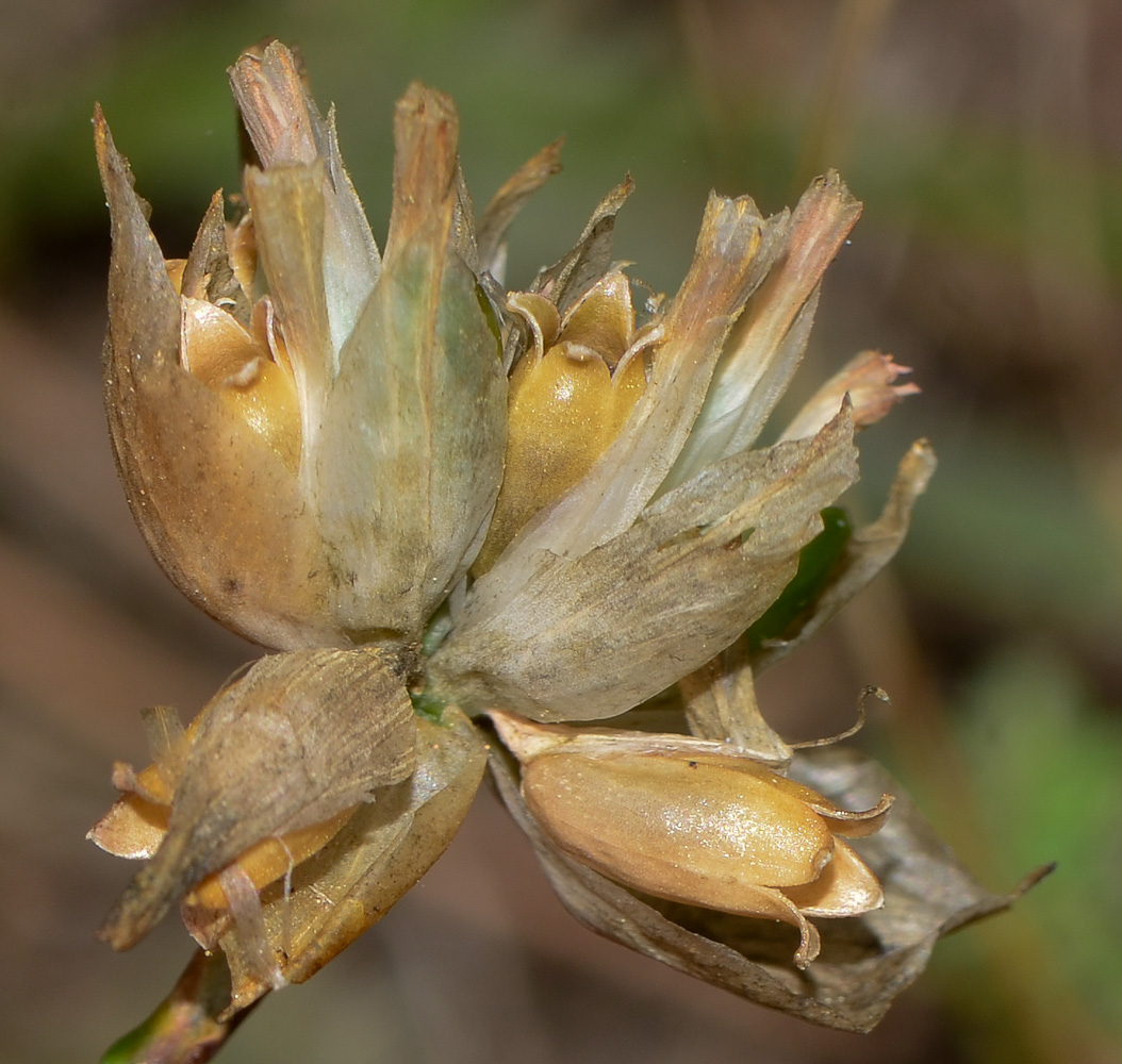 Изображение особи Petrorhagia dubia.