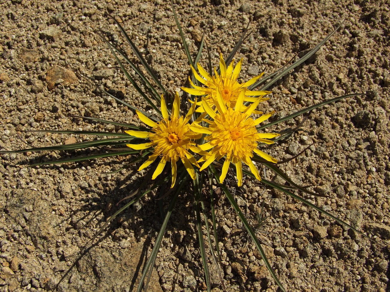 Image of Scorzonera radiata specimen.