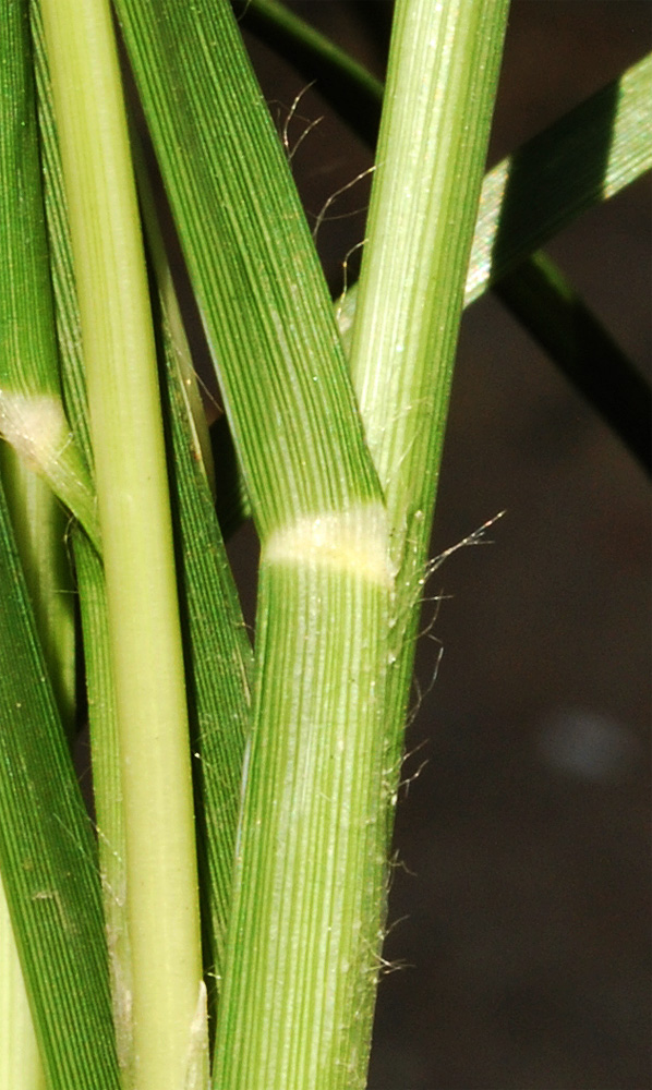 Image of Eleusine indica specimen.