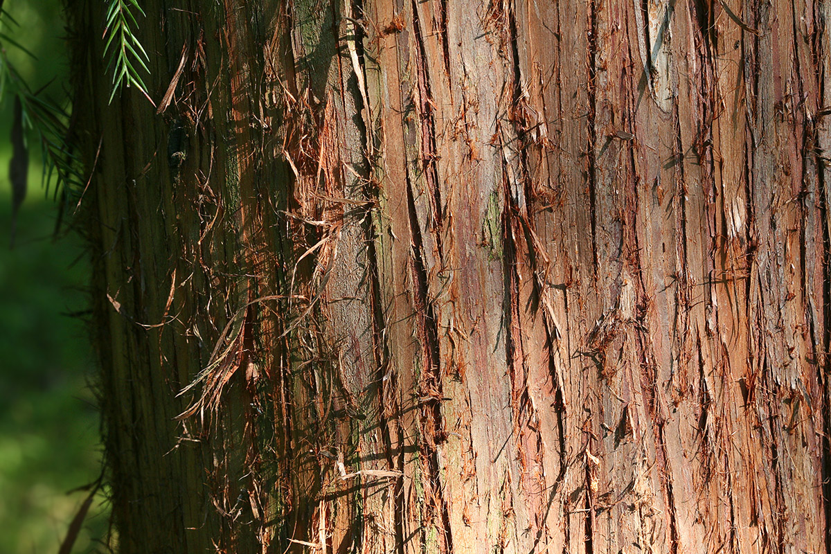 Image of Cryptomeria japonica specimen.