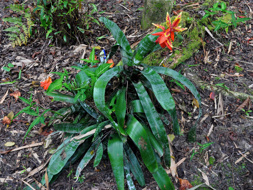 Image of Aechmea chantinii specimen.