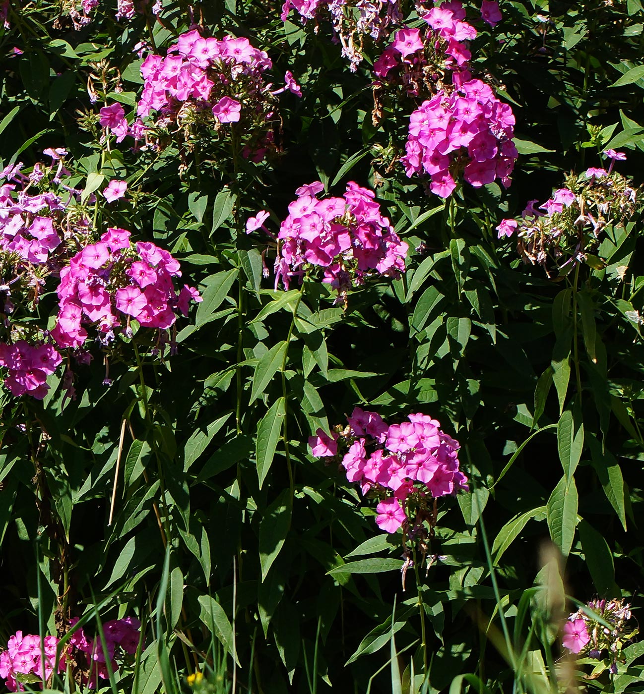 Image of Phlox paniculata specimen.