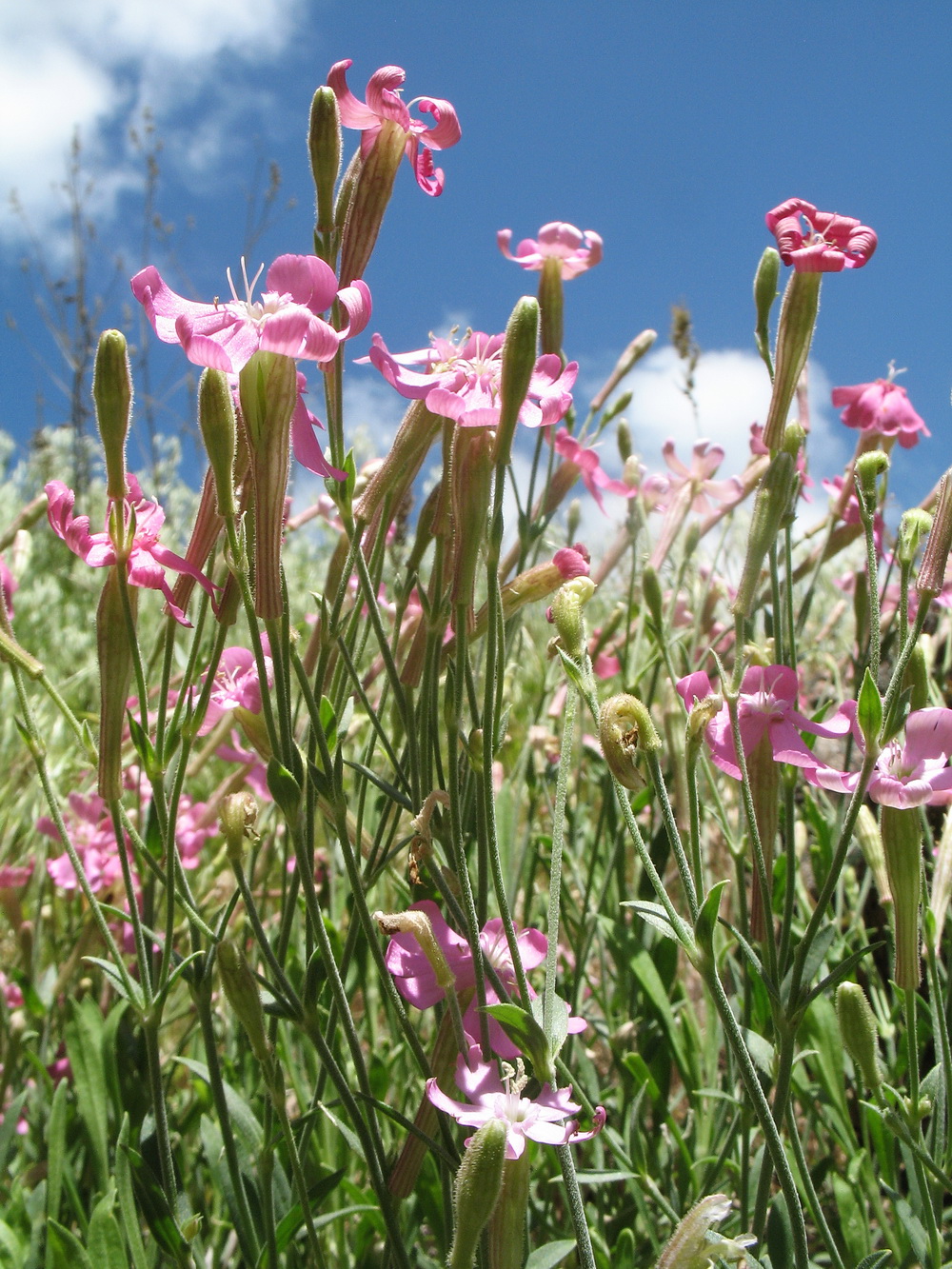 Изображение особи Silene guntensis.