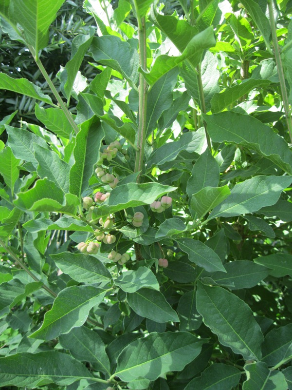 Изображение особи Euonymus europaeus.