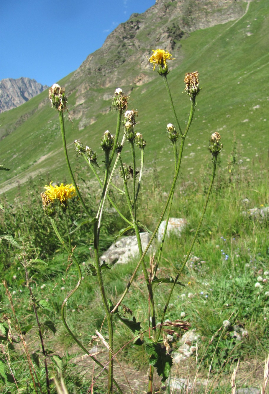 Image of Crepis sibirica specimen.