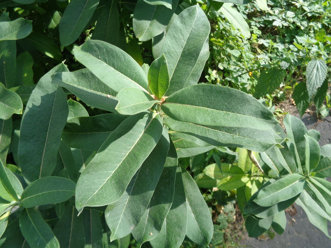 Изображение особи Asclepias syriaca.