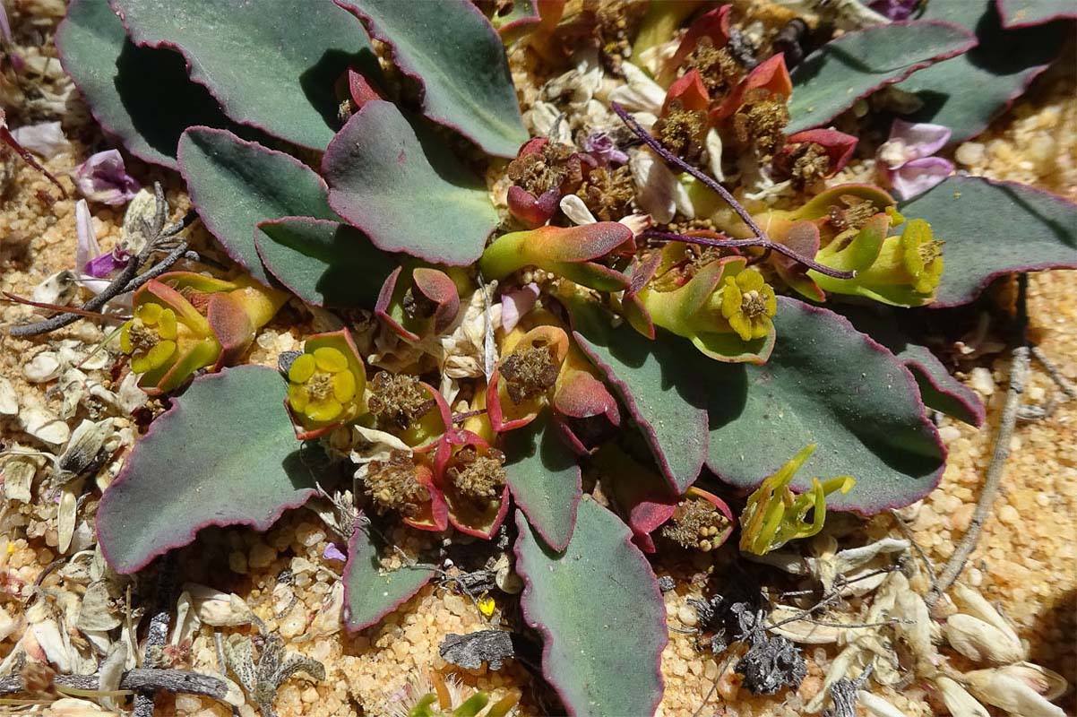 Изображение особи Euphorbia tuberosa.