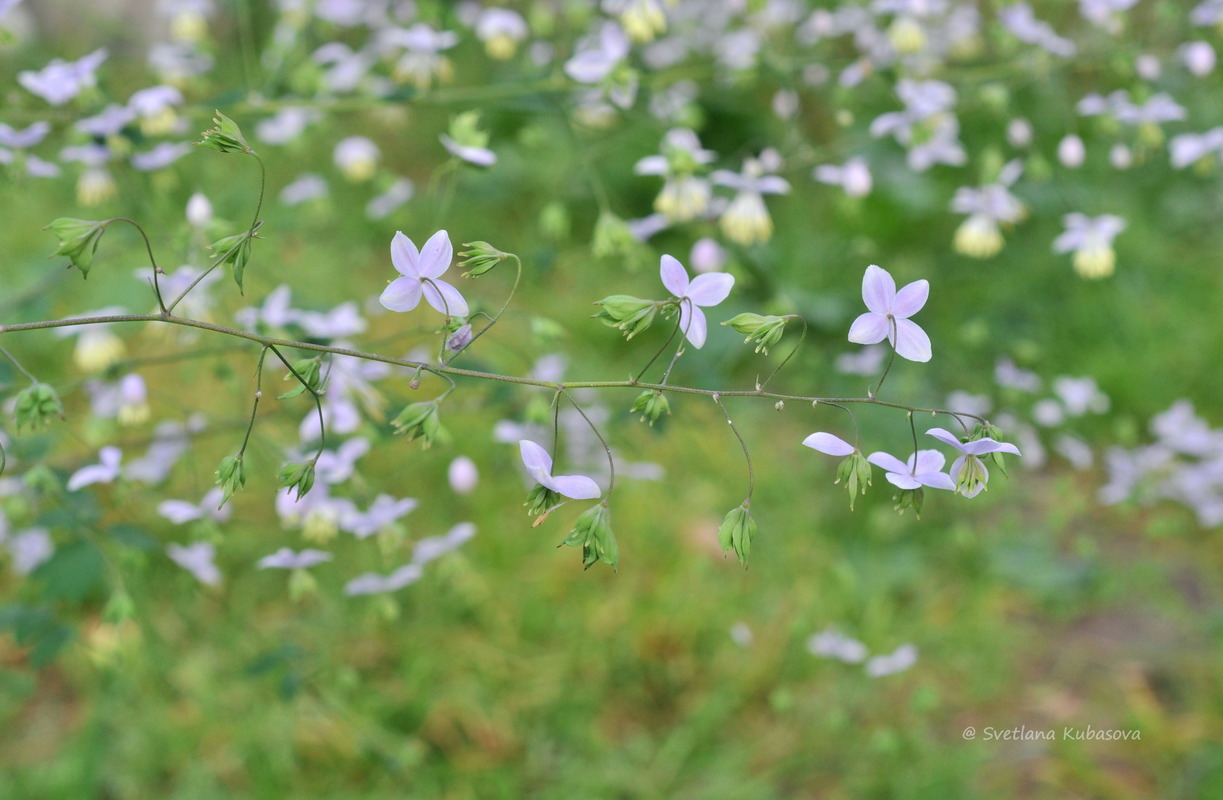 Image of Thalictrum delavayi specimen.