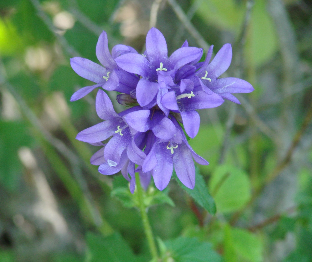 Image of Campanula glomerata specimen.