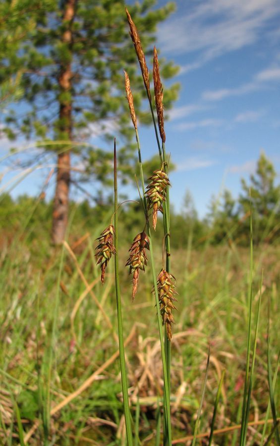 Изображение особи Carex paupercula.