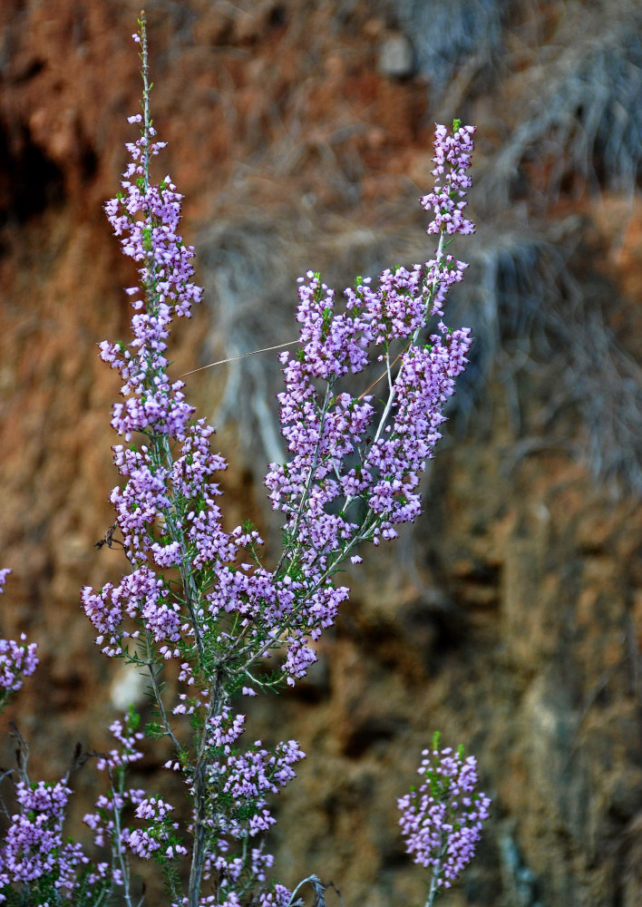 Image of Erica manipuliflora specimen.