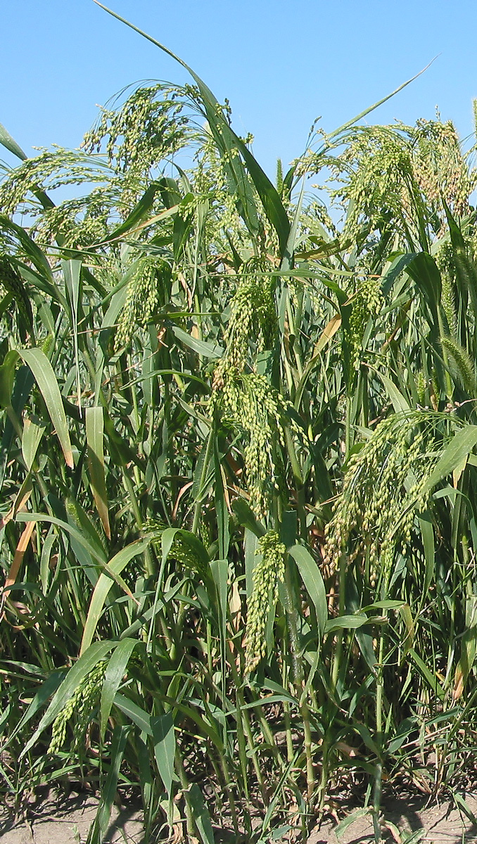 Image of Panicum miliaceum specimen.