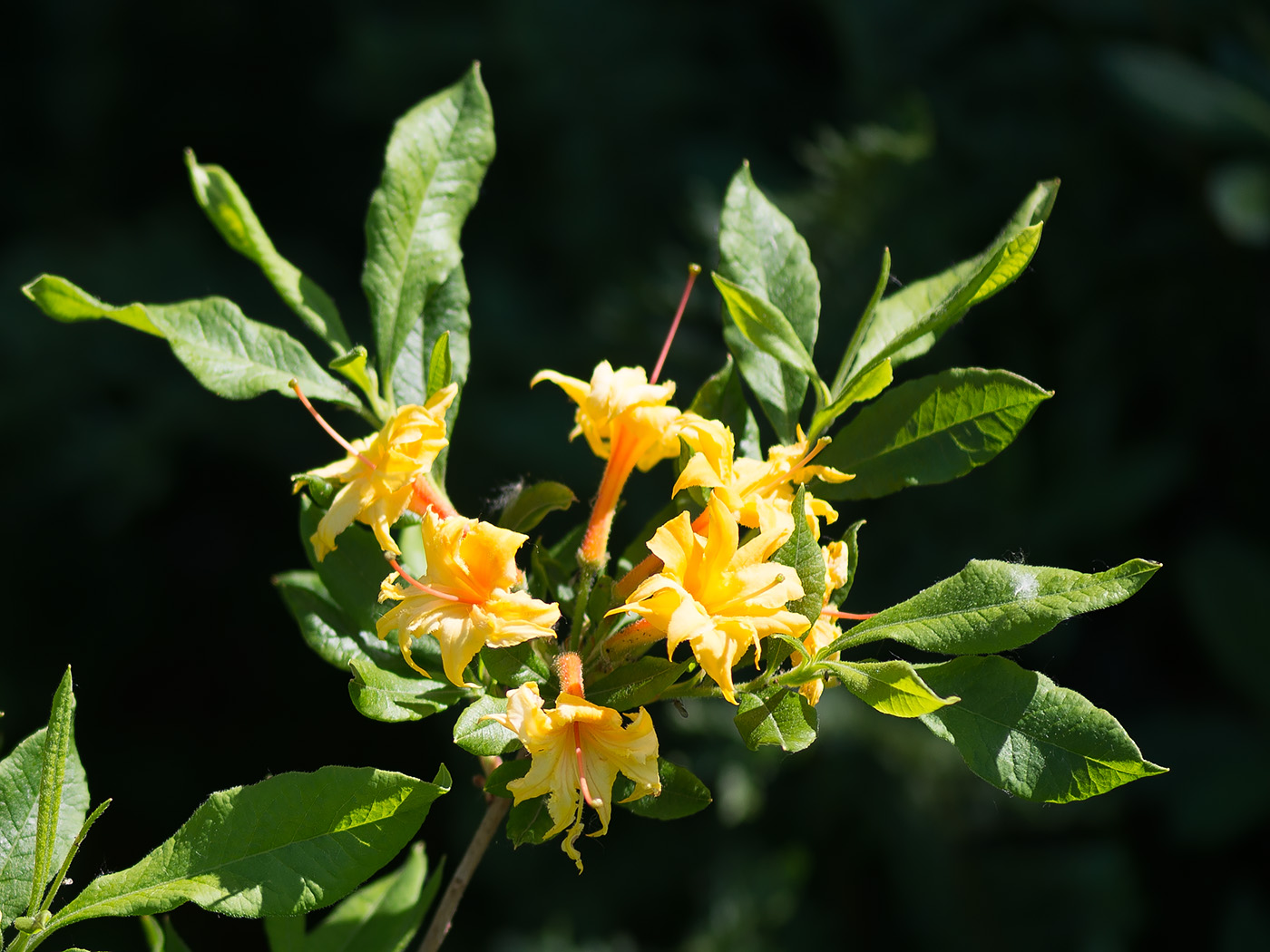 Image of genus Rhododendron specimen.