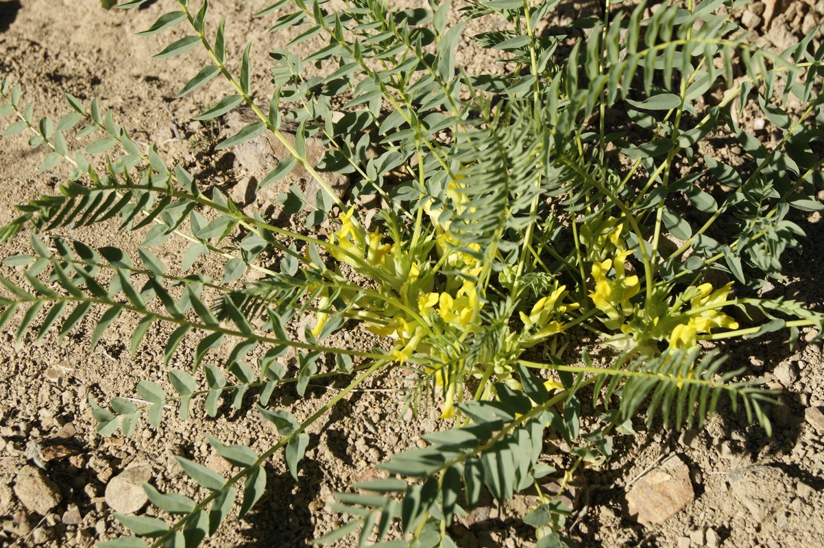 Image of Astragalus aegobromus specimen.