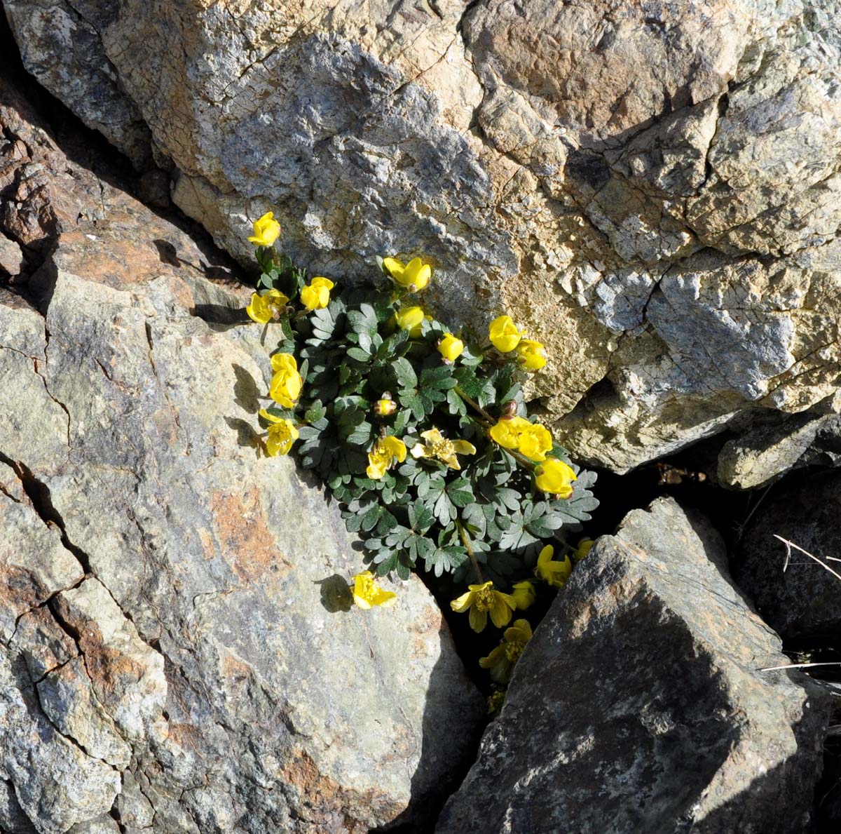 Image of Ranunculus cadmicus ssp. cyprius specimen.