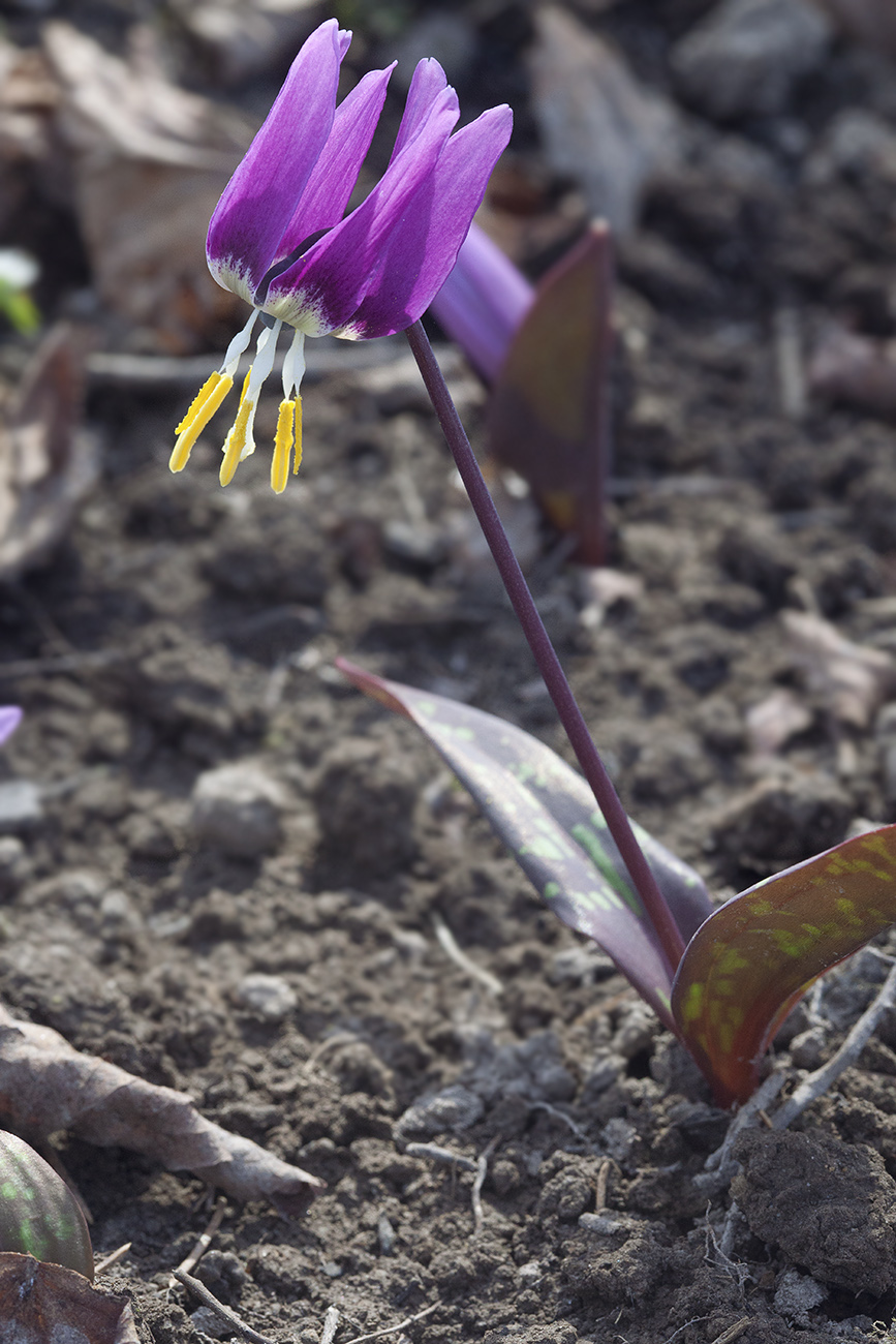 Image of Erythronium sibiricum specimen.