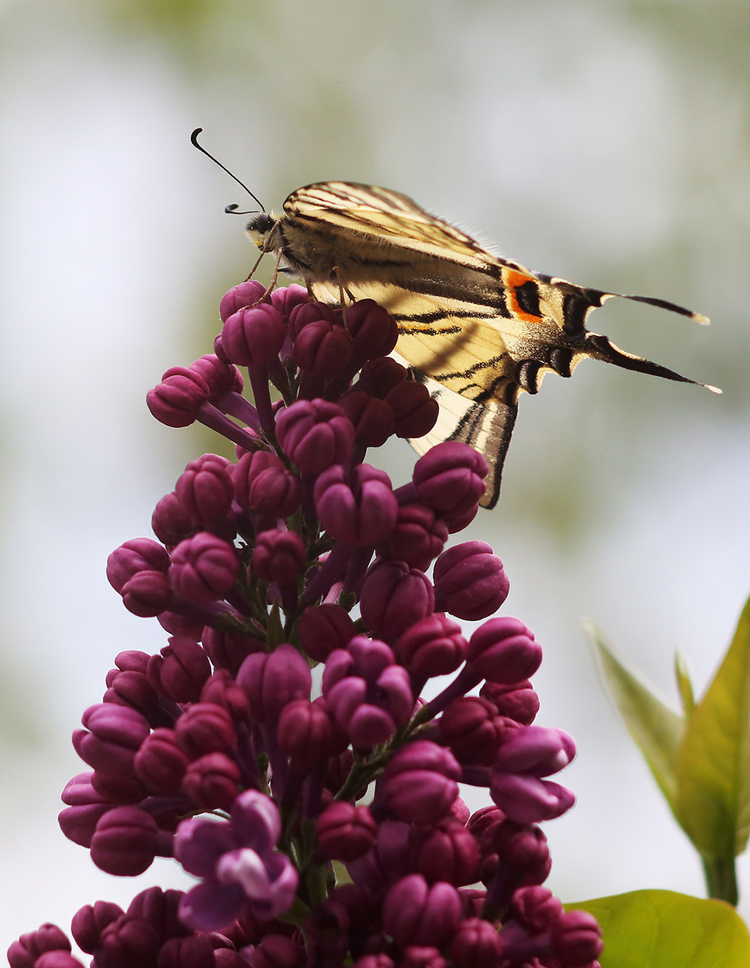 Image of Syringa vulgaris specimen.