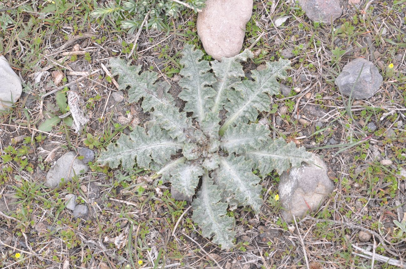 Image of Onopordum acanthium specimen.