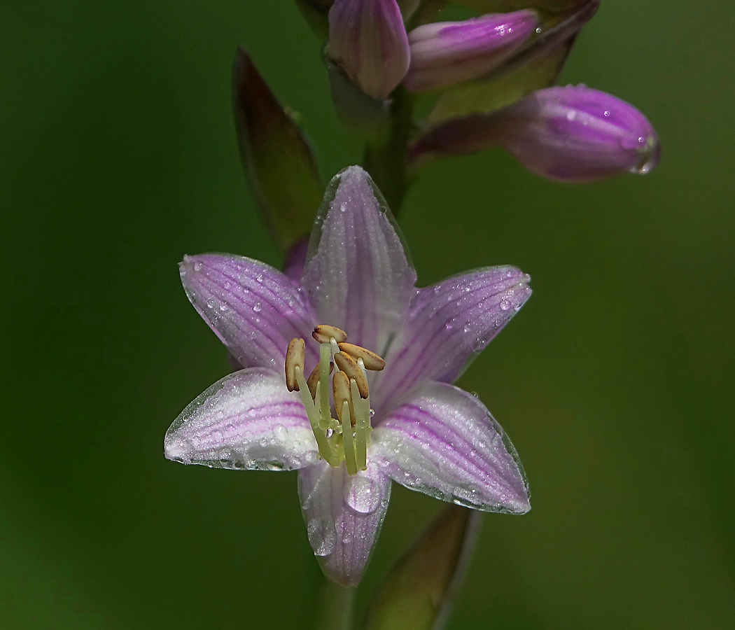 Image of Hosta fortunei specimen.