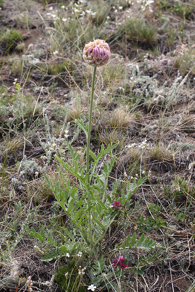 Изображение особи Stemmacantha uniflora.