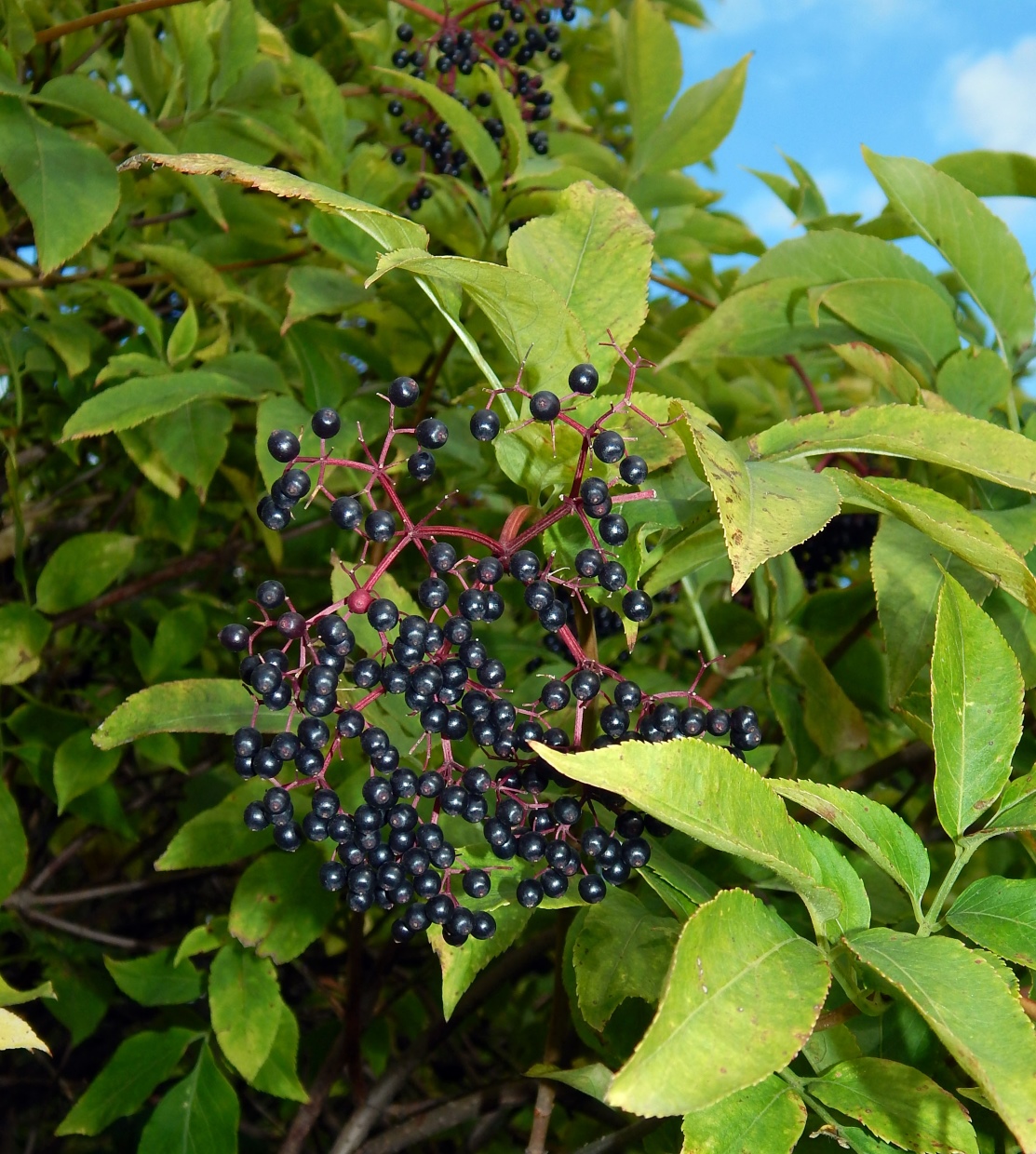 Image of Sambucus nigra specimen.