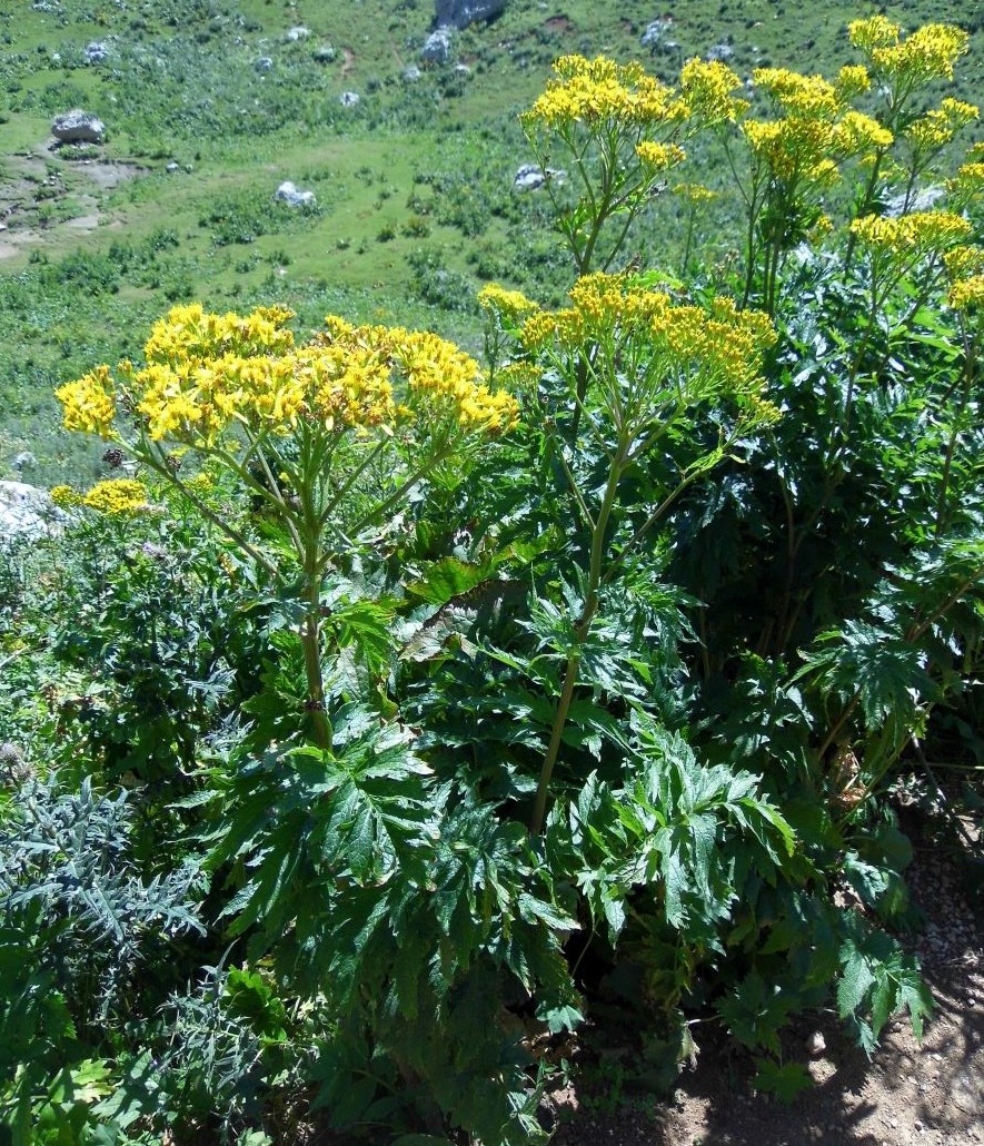 Image of Senecio othonnae specimen.