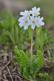 Primula amoena. Цветущее растение в каплях дождя (белоцветковая морфа). Республика Адыгея, Майкопский р-н, окр. с. Новопрохладное (Сахрай), вост. склон горы Большой Тхач (2368 м) недалеко от вершины, 2320 м н.у.м., субальпийский луг. 25.05.2019.