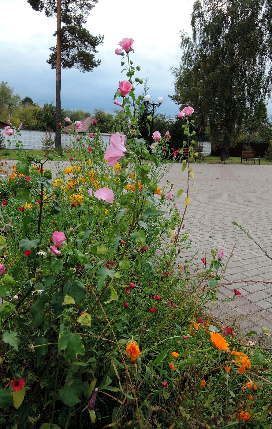 Изображение особи Malva trimestris.