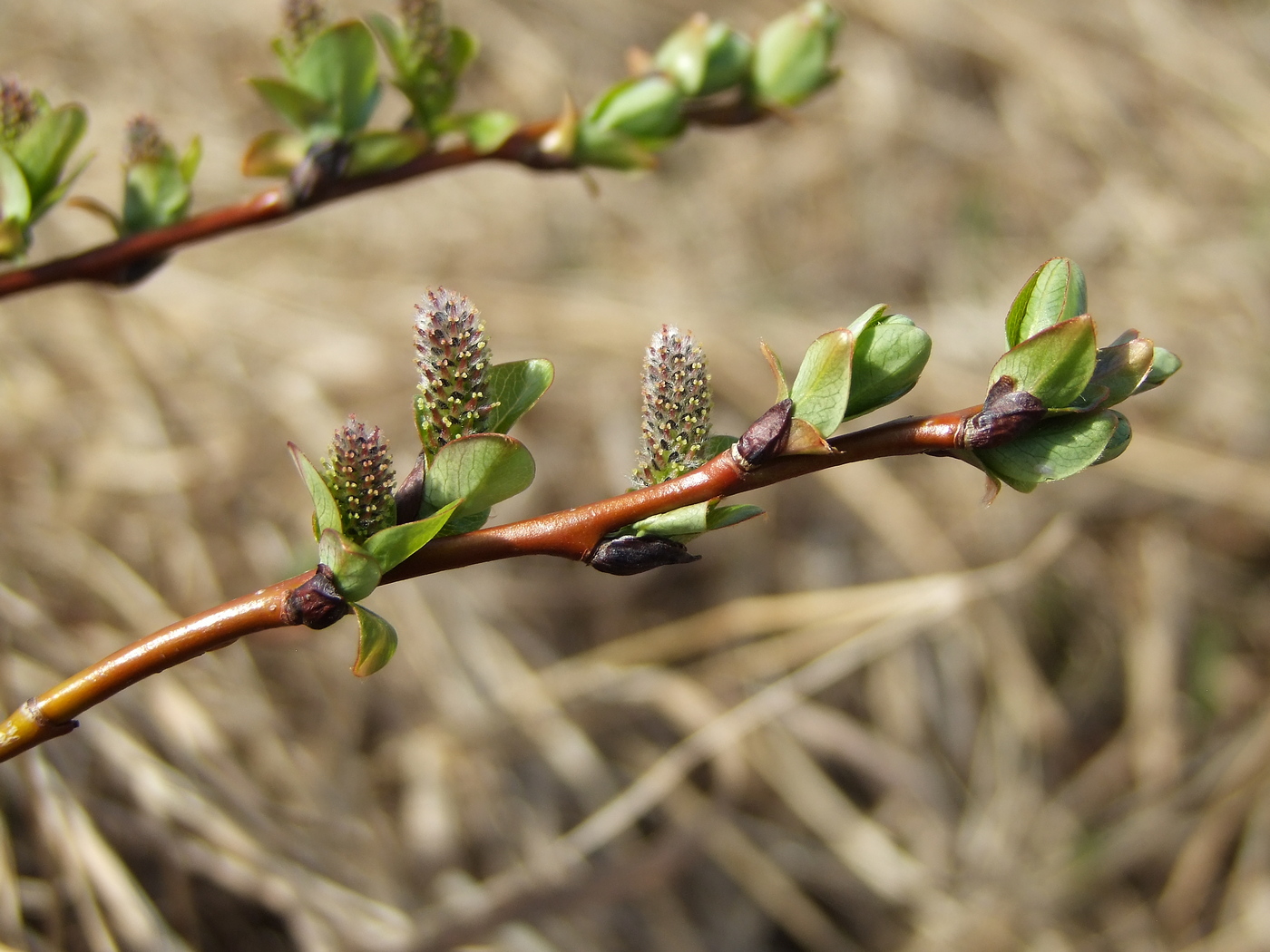 Image of Salix fuscescens specimen.