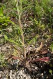 Campanula cervicaria