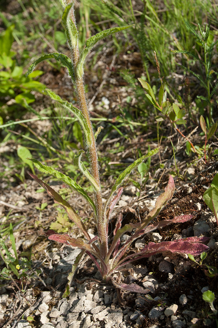 Image of Campanula cervicaria specimen.