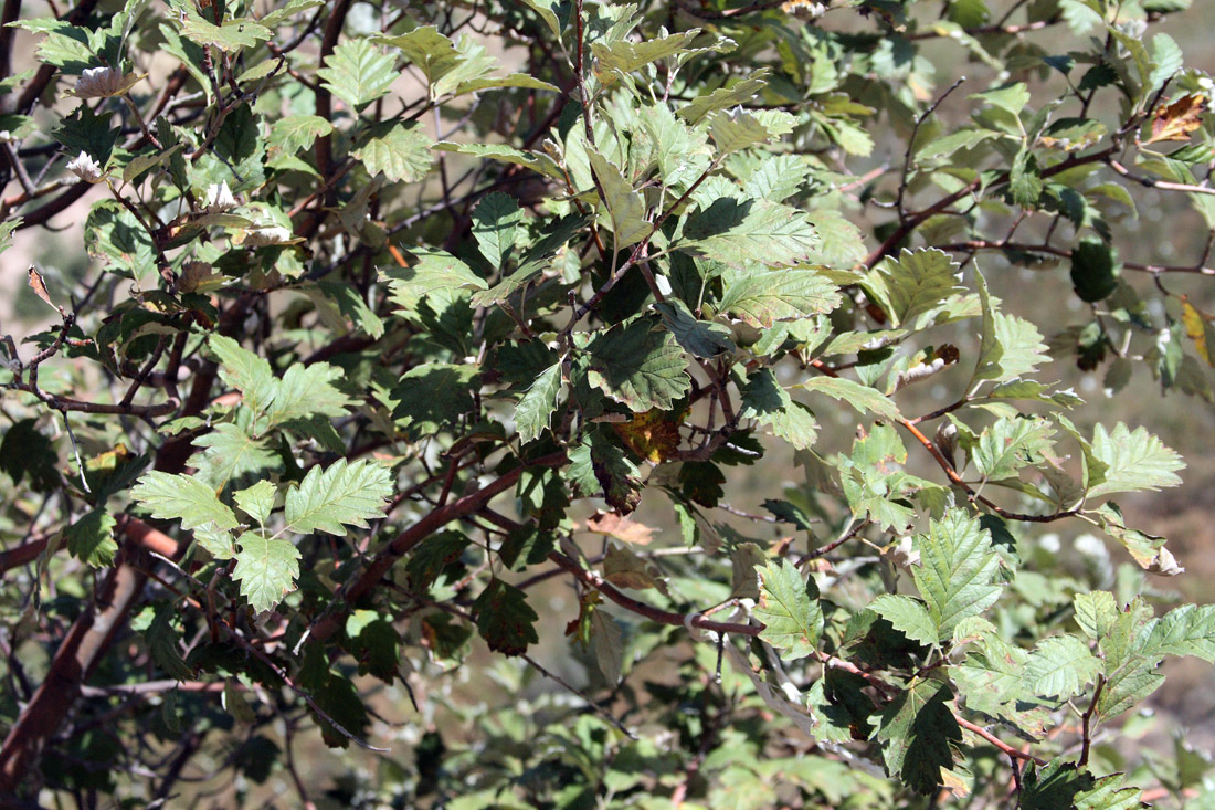 Image of Sorbus persica specimen.