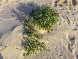 Cakile maritima. Цветущее растение. Израиль, г. Бат-Ям, дюны на пляже. 24.02.2018.