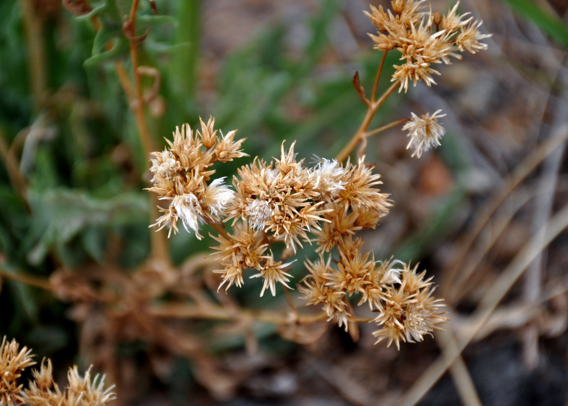 Изображение особи Saussurea salsa.