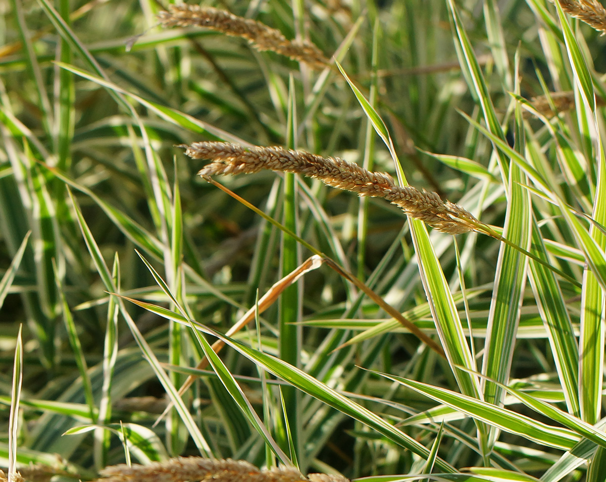 Image of Phalaroides japonica specimen.