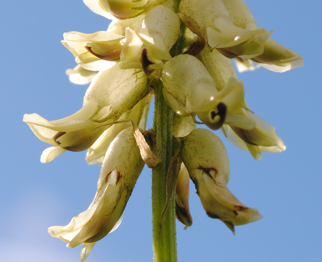 Image of Astragalus uliginosus specimen.