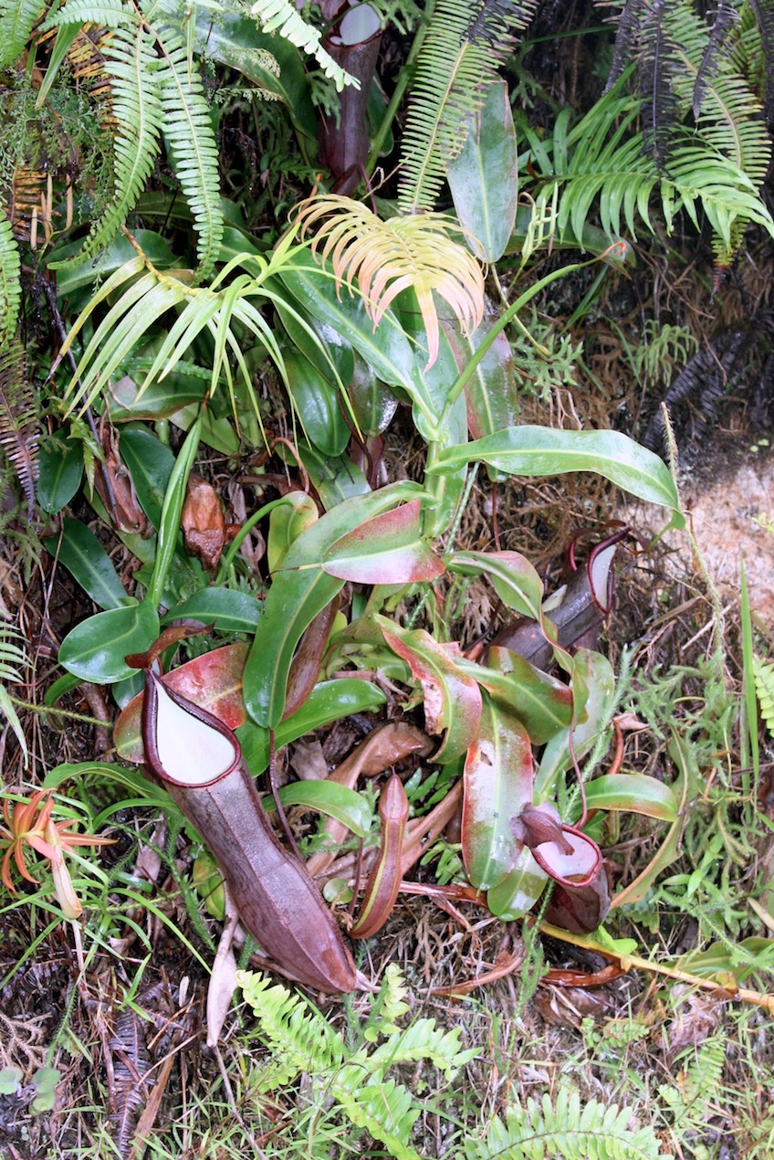 Image of Nepenthes ramispina specimen.