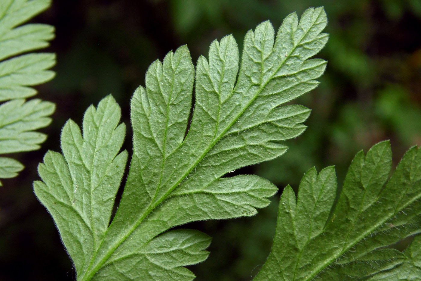 Image of Chaerophyllum temulum specimen.