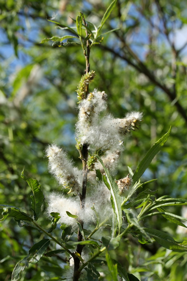 Image of Salix viminalis specimen.