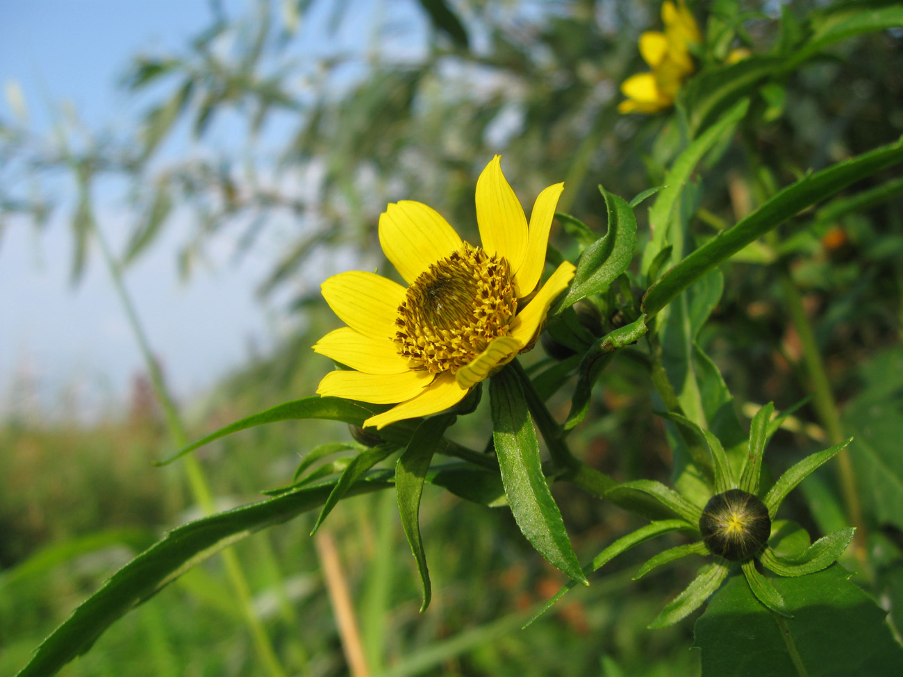 Image of Bidens cernua var. radiata specimen.