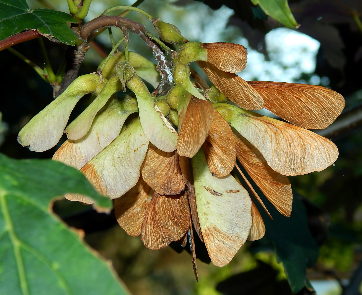 Image of genus Acer specimen.