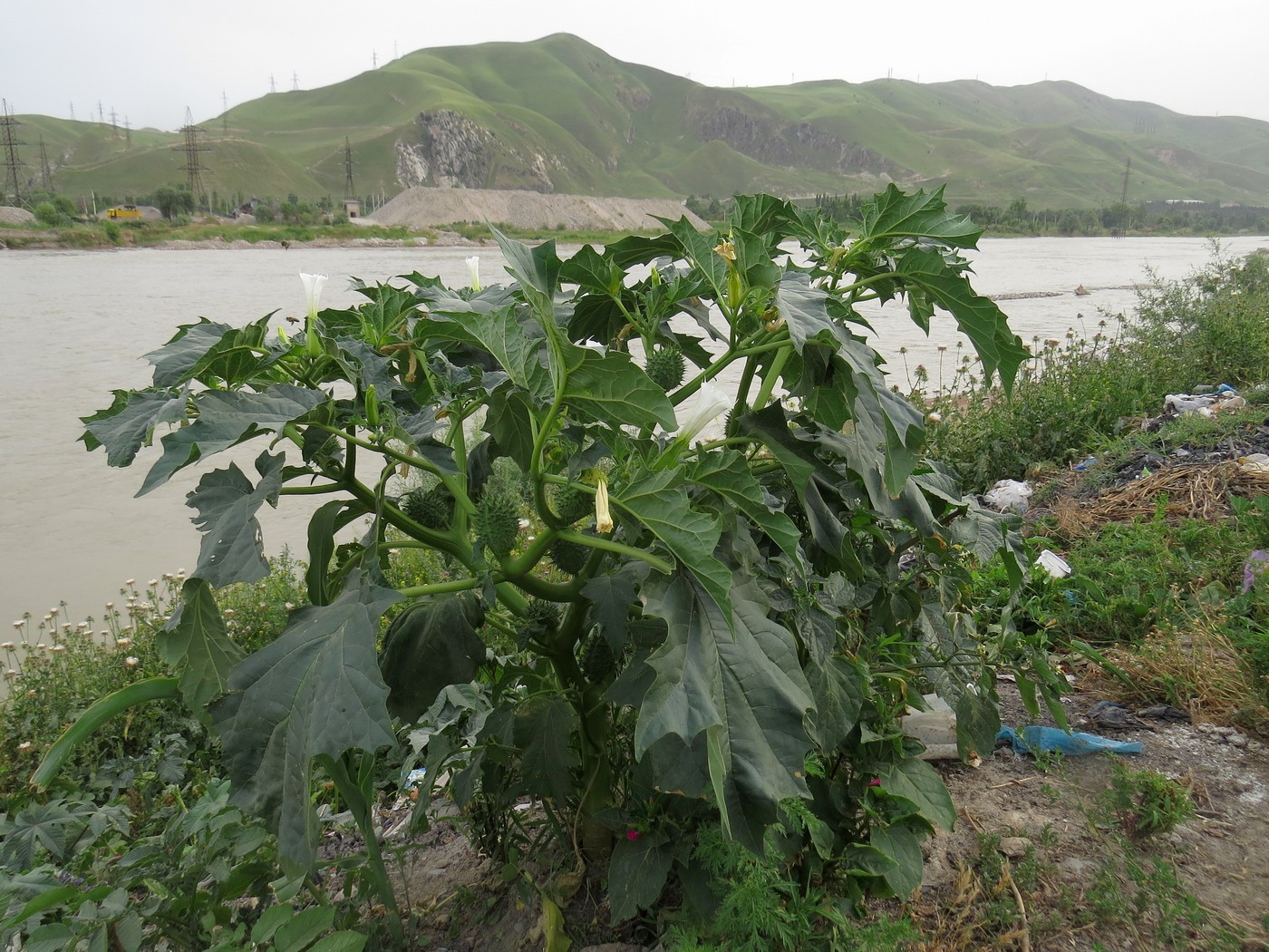 Image of Datura stramonium specimen.