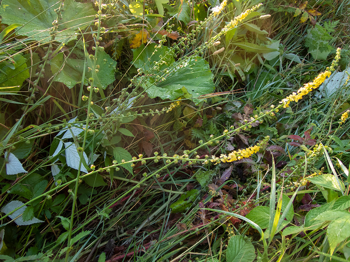 Image of Agrimonia eupatoria specimen.