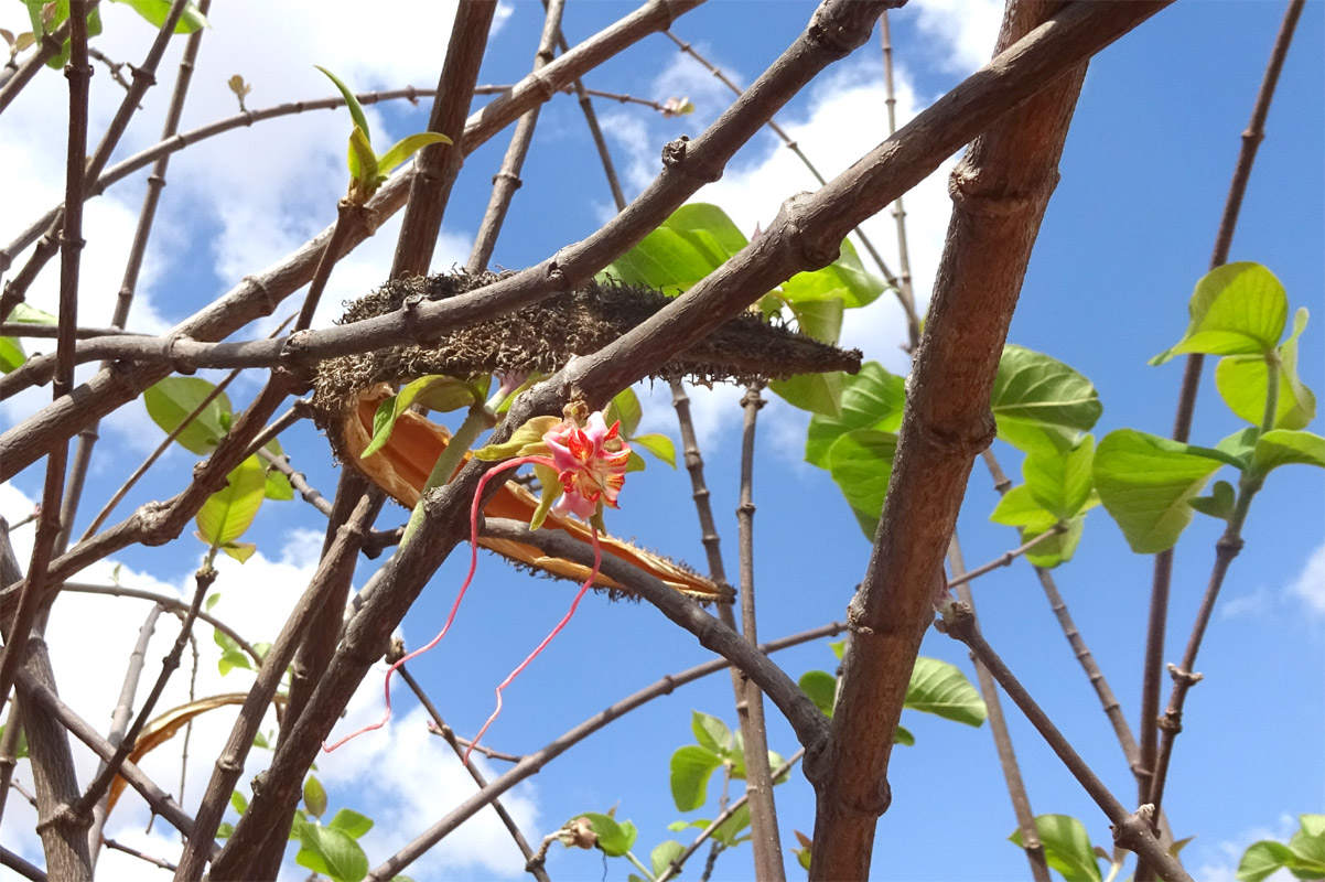 Изображение особи Strophanthus eminii.