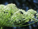 Heracleum sosnowskyi. Часть соцветия с кормящимся жуком-бронзовкой (Cetonia aurata). Республика Беларусь, Минская обл, Минский р-н, недалеко от агрогородка \"Мачулищи\", брошенные дачные участки. 17.06.2020.