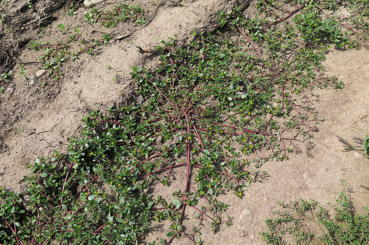 Image of Portulaca oleracea specimen.